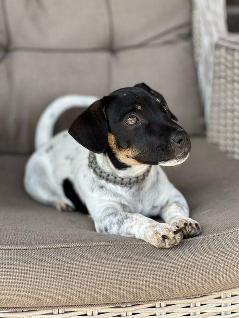 Armbandje Paracord - Afbeelding 14