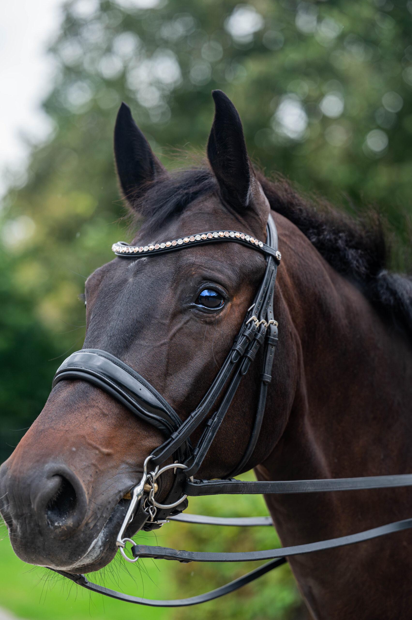 Frontriem Classic High End crystals L