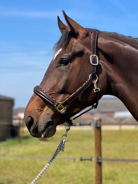 EQRoos Halster PrettyPanther - Afbeelding 6