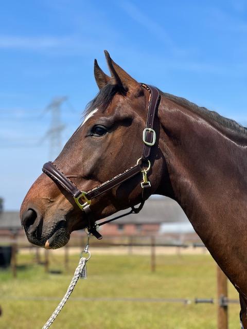 EQRoos Halster PrettyPanther - Afbeelding 5