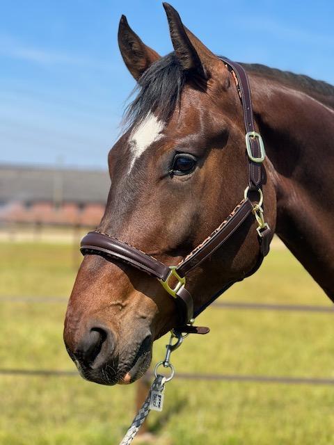 EQRoos Halster PrettyPanther - Afbeelding 4