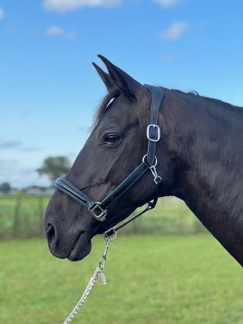 EQRoos Halster BlueGlitter - Afbeelding 3