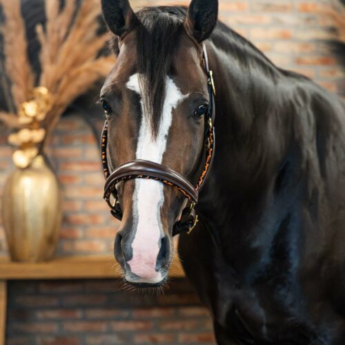 EQRoos Halster PrettyPanther