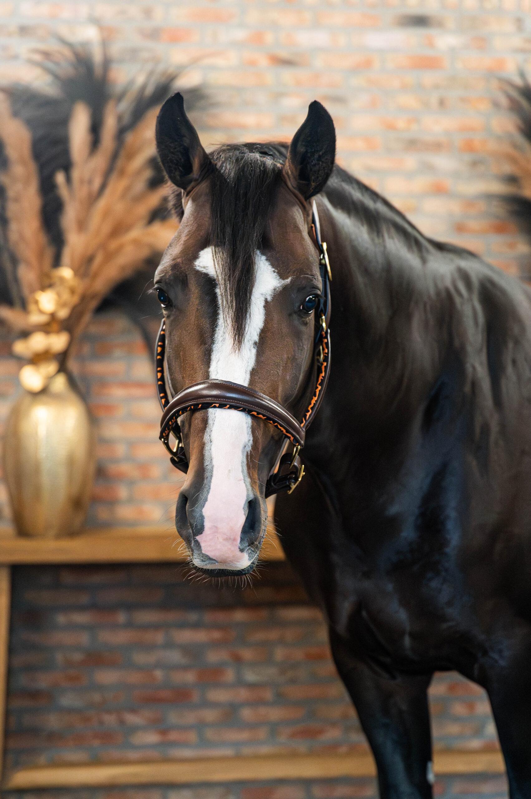 EQRoos Halster PrettyPanther