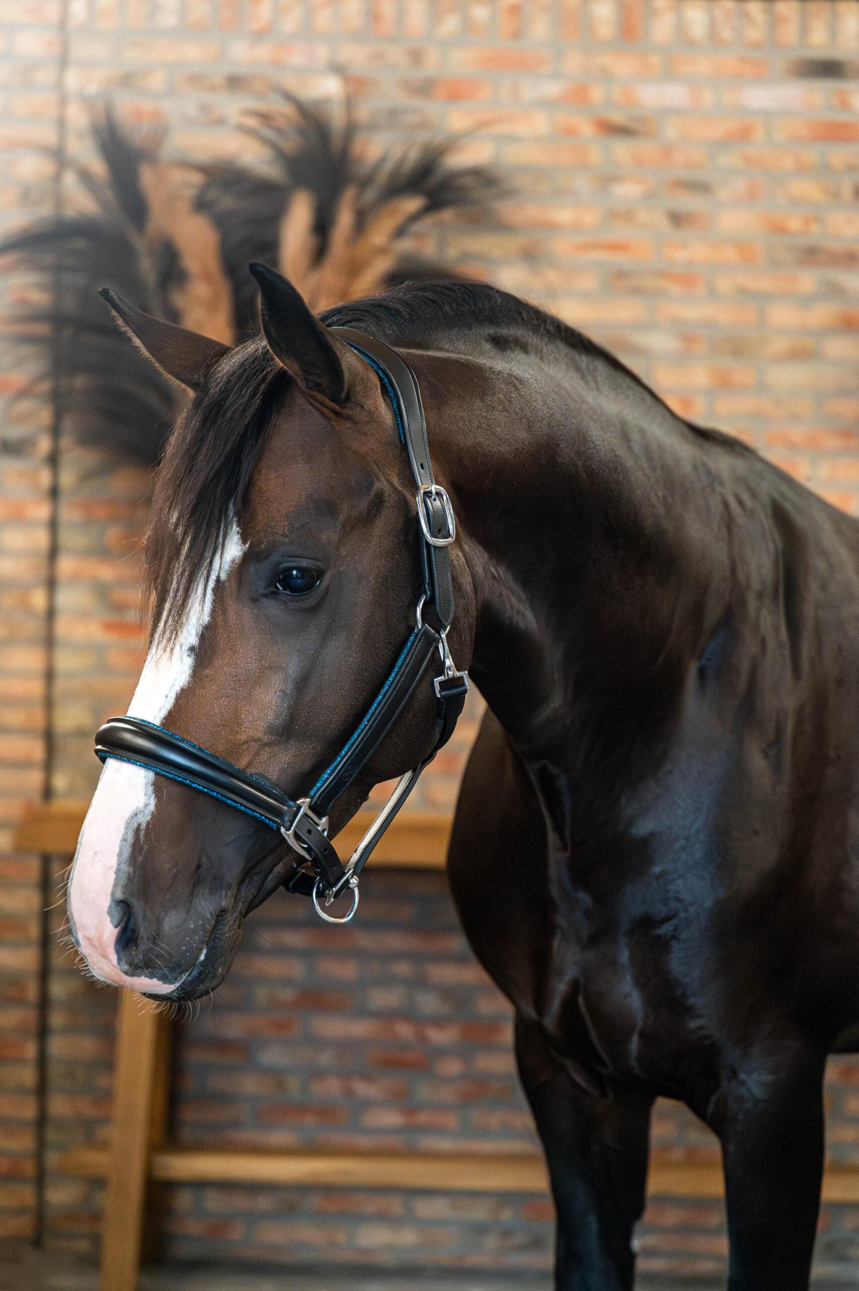 EQRoos Halster BlueGlitter