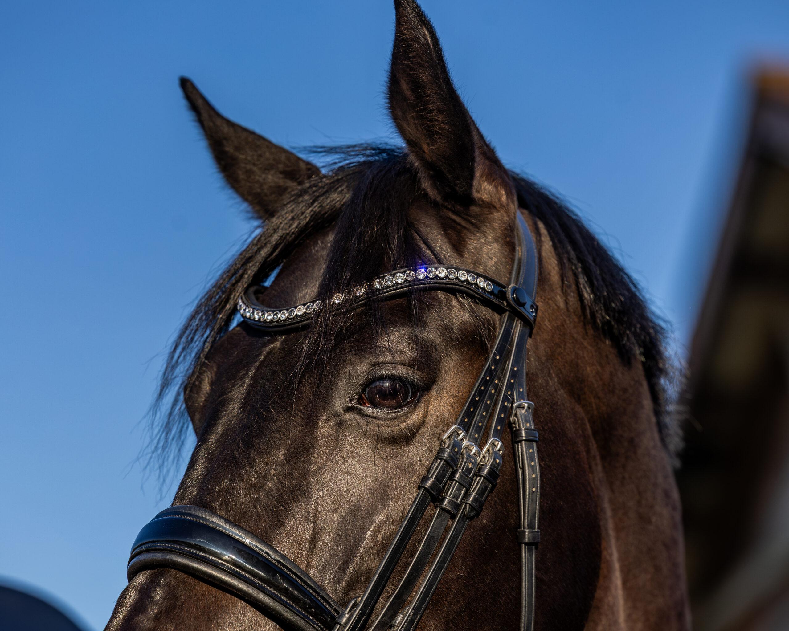 Frontriem Classic Button High End crystals lak